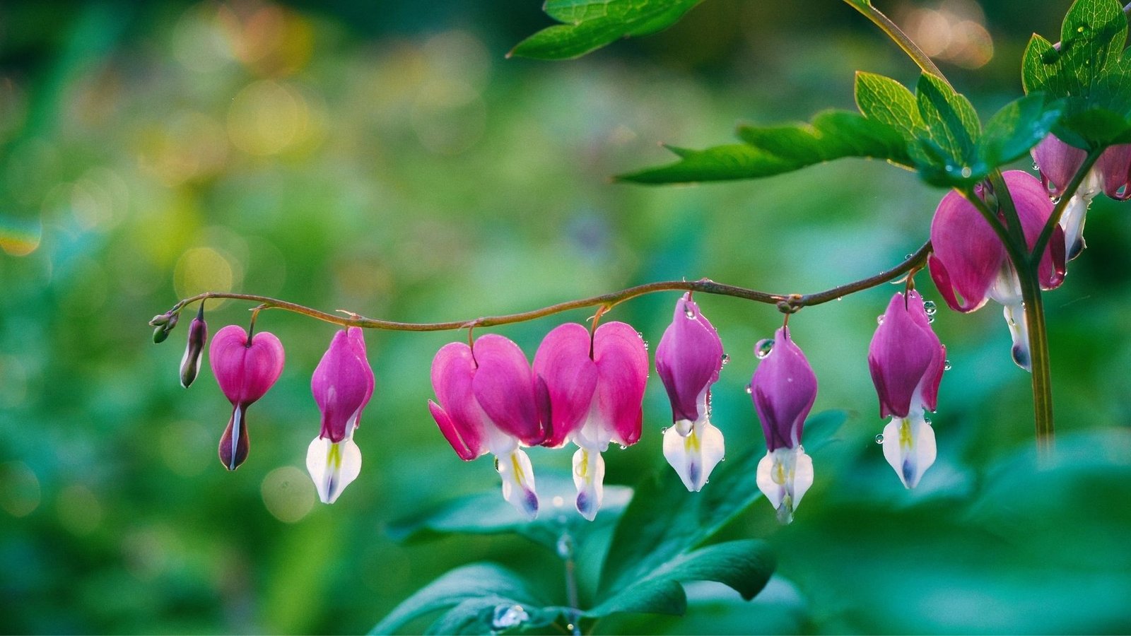 Most beautiful flowers: Bleeding Heart