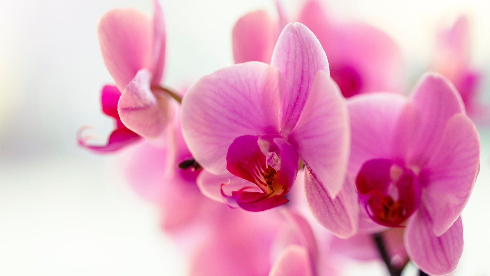 Most beautiful flowers: Orchid