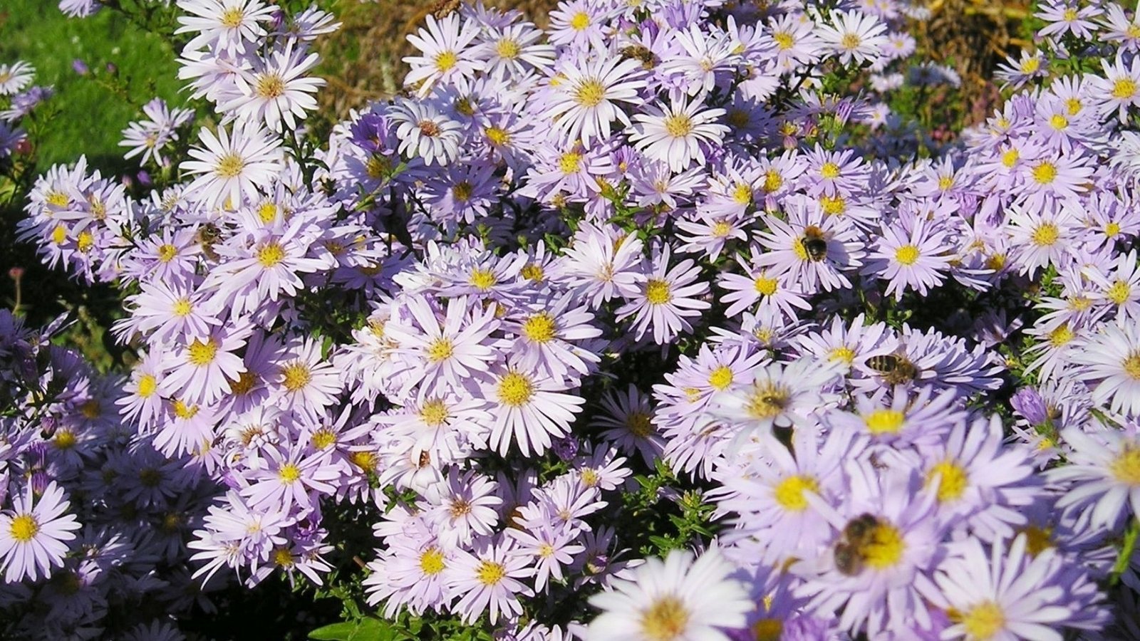 Aster flowers