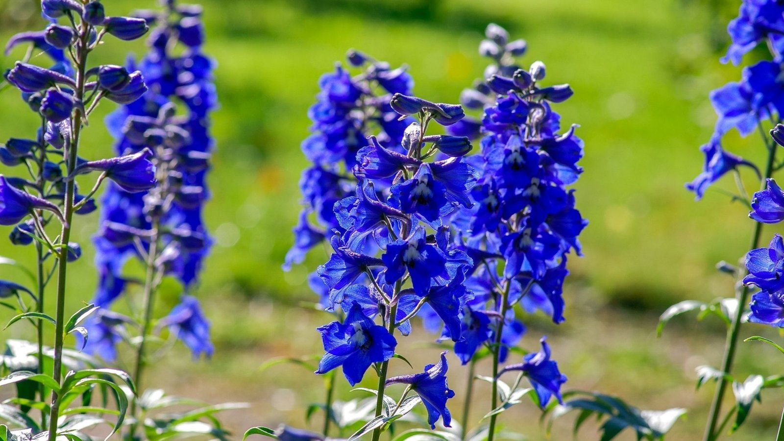 Violet flowers