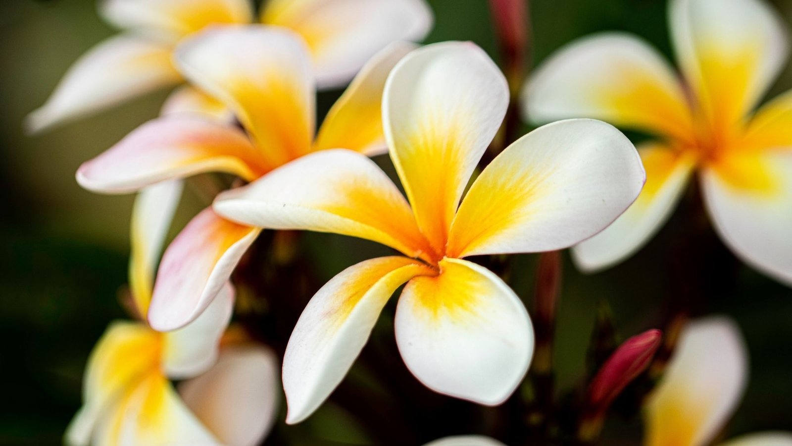 Most beautiful flowers: Plumeria