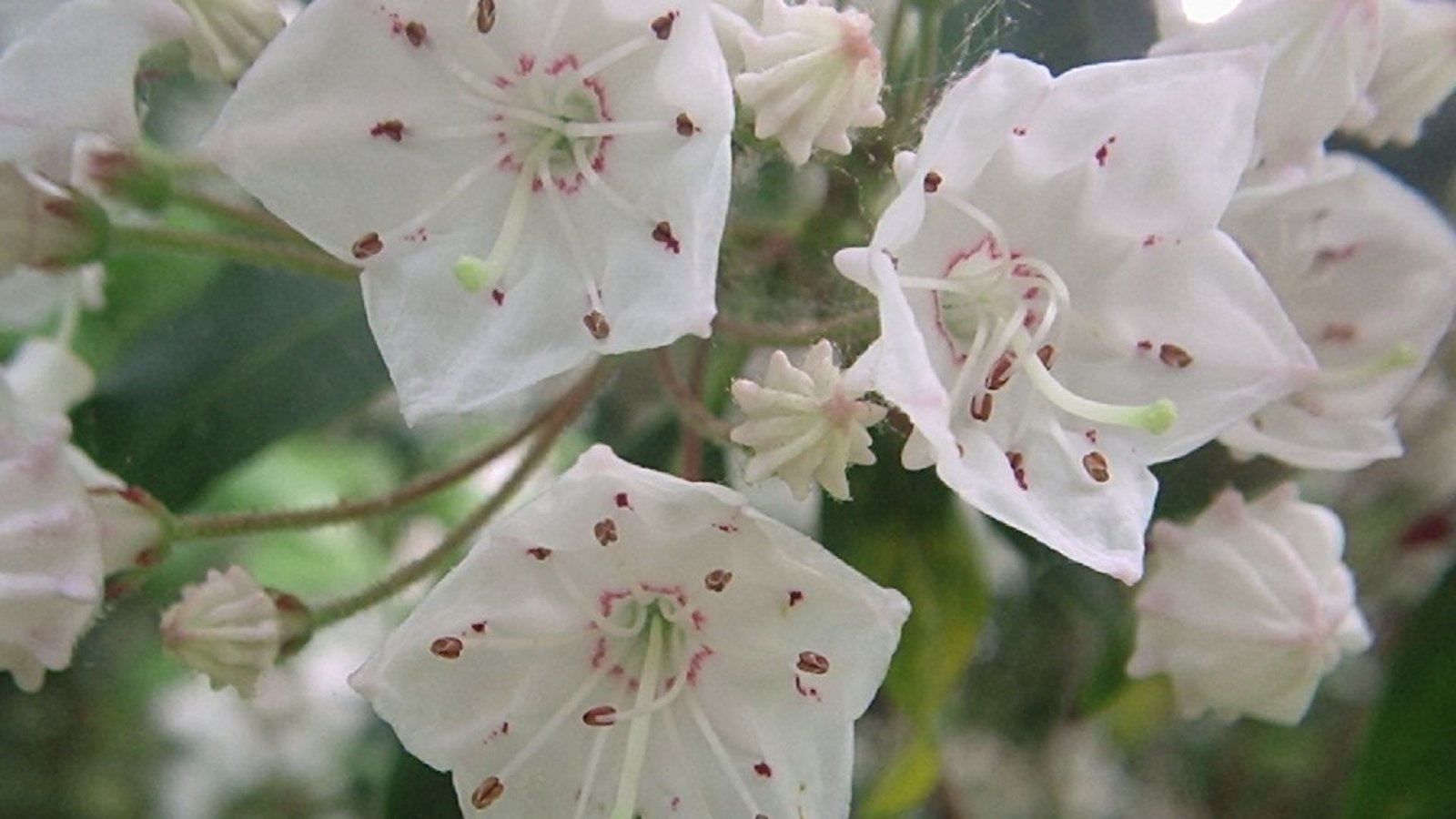 Beautiful flowers: Laurel