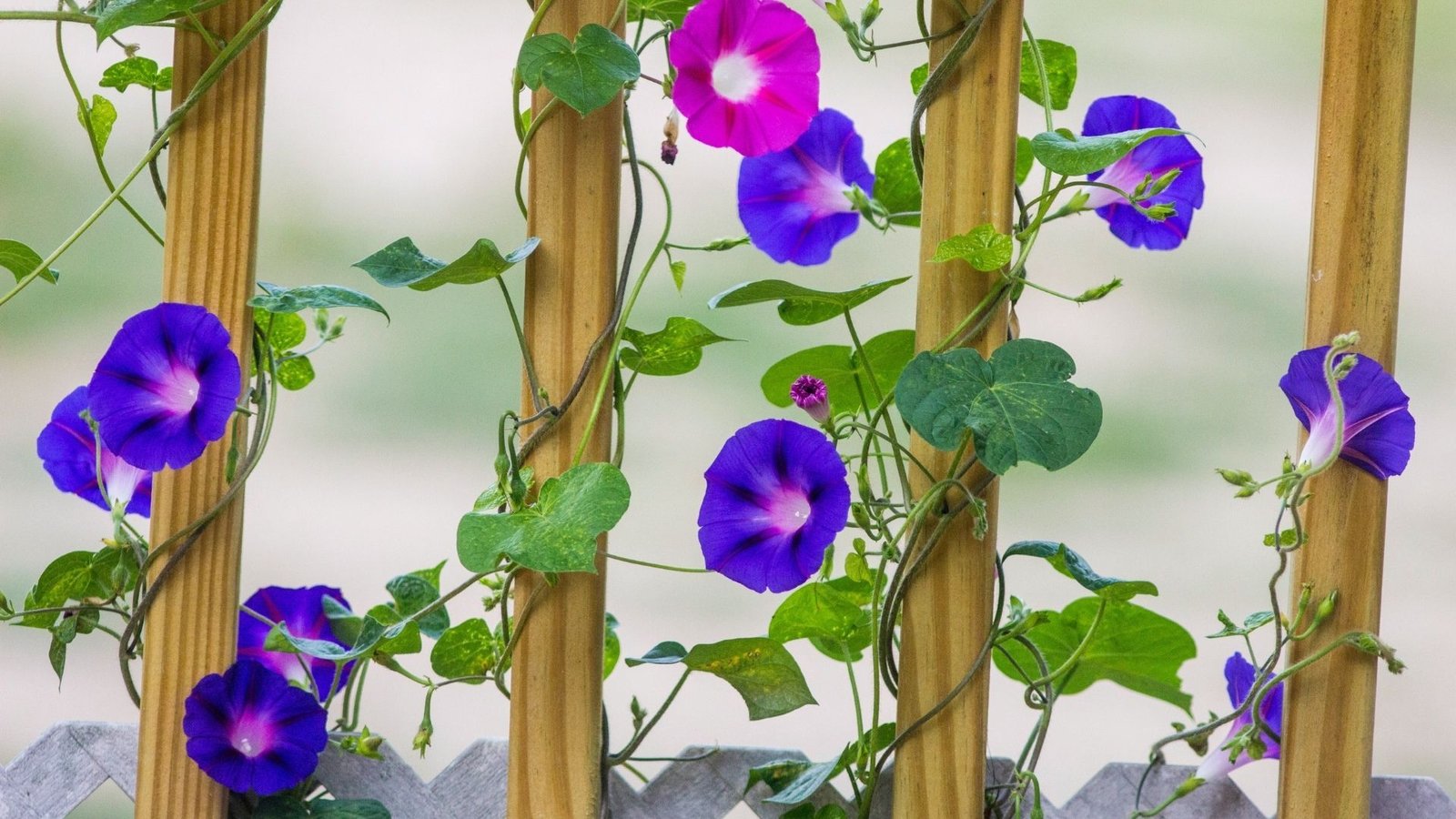 Most beautiful flowers: Morning Glory