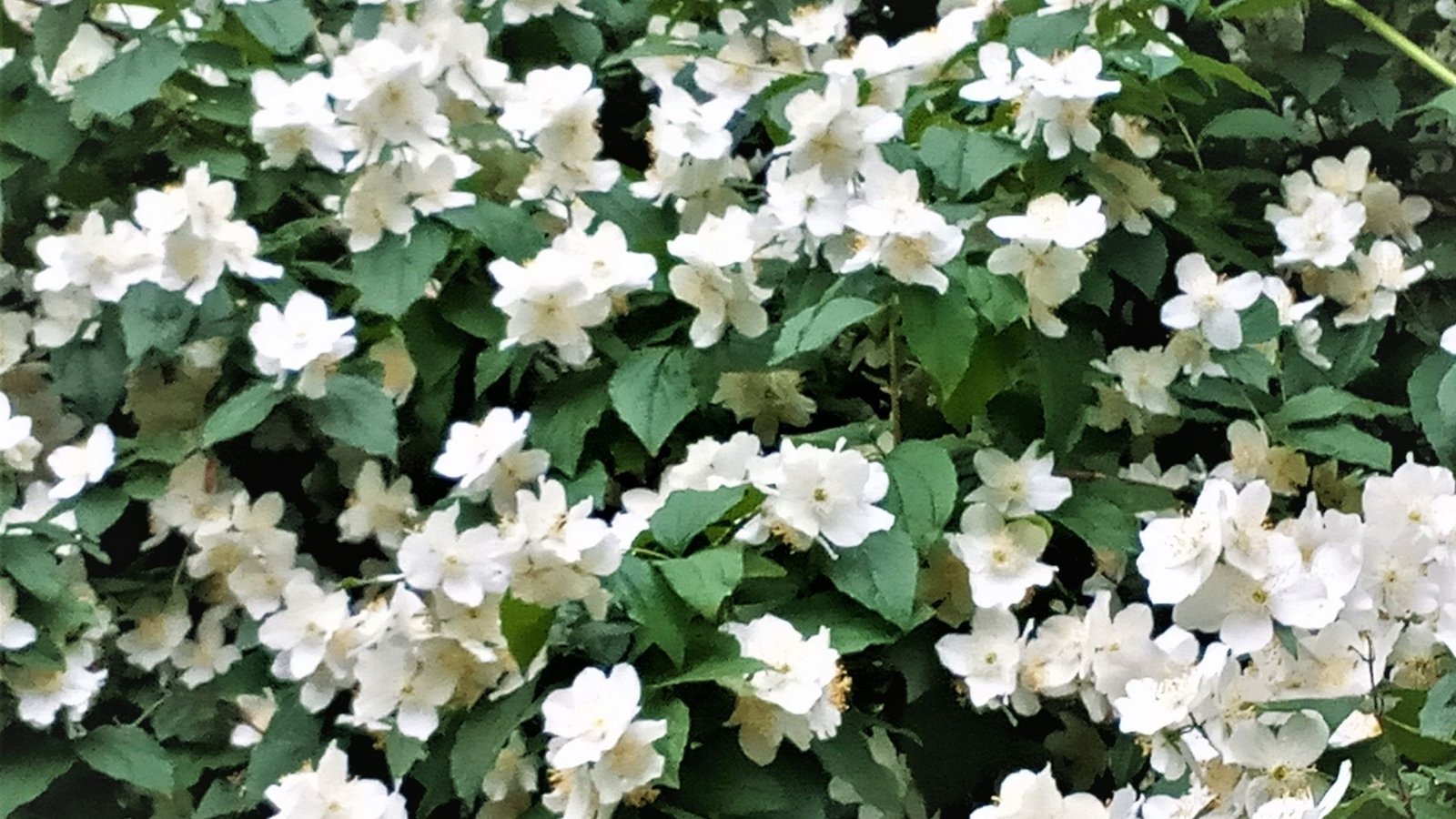 Jasmine flowers