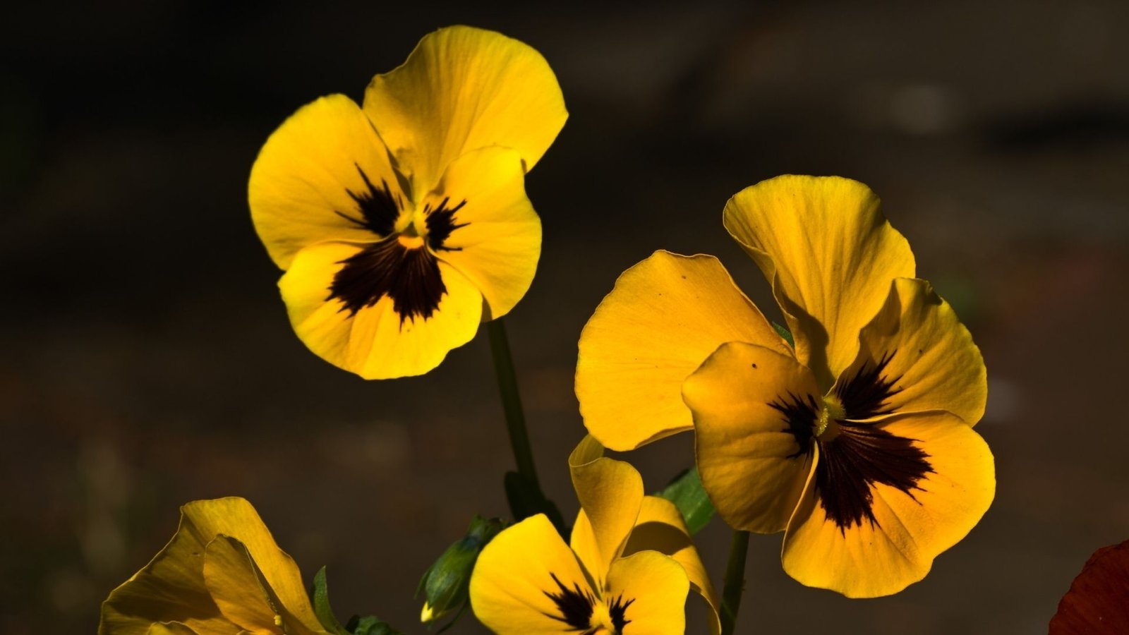 Pansy flower