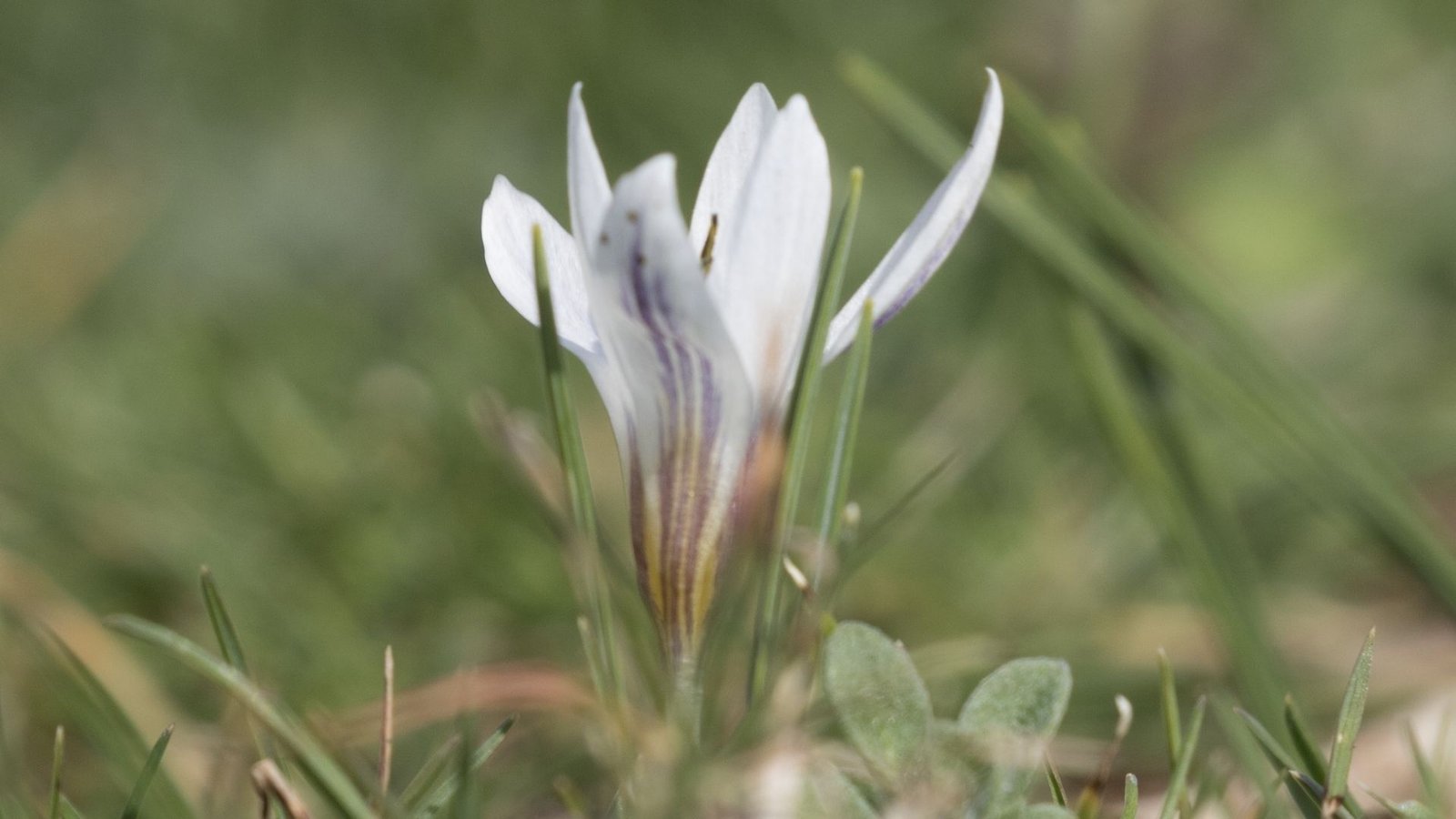 Beautiful flowers: Crocus