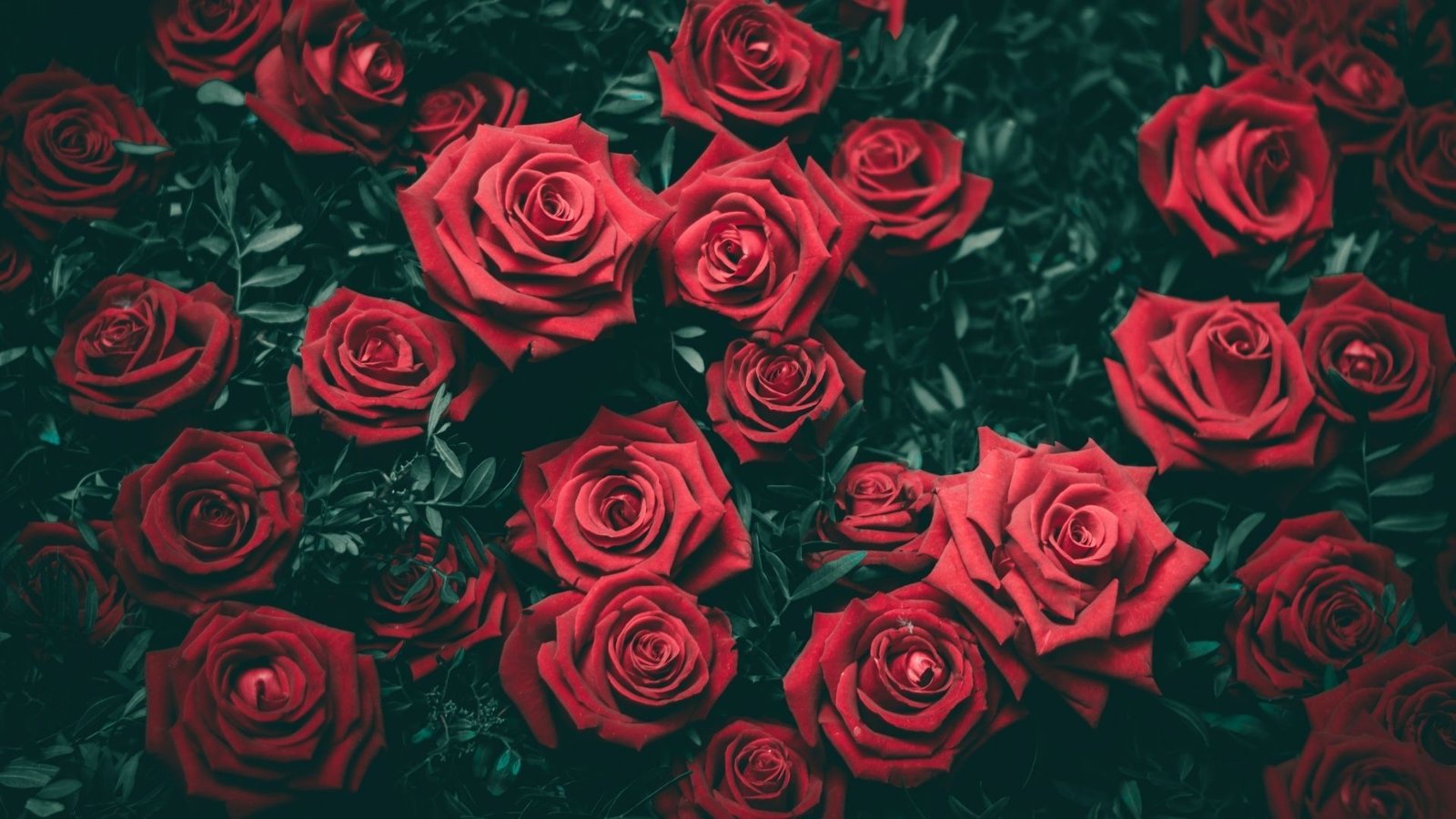 Beautiful rose flower