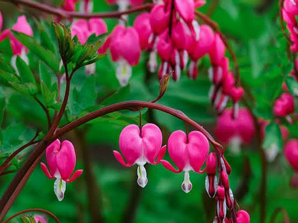 Most Beautiful Flowers You will Ever See