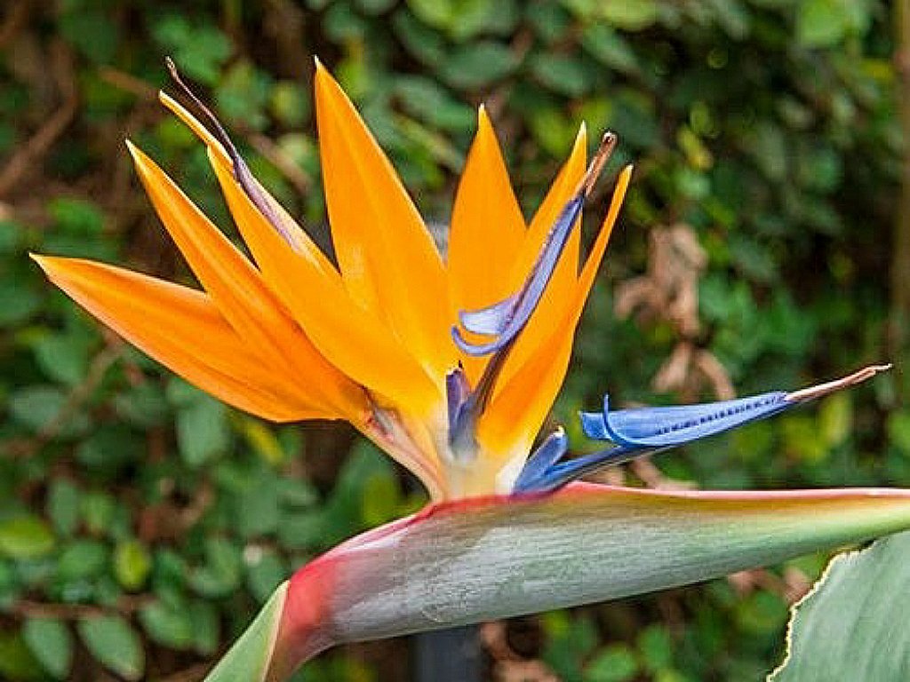 What is the most romantic flower? 