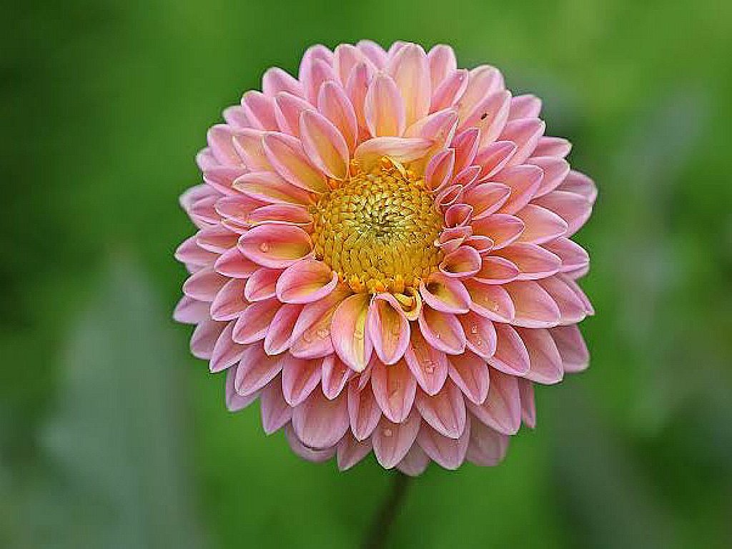 What is the rarest and most beautiful flower in the world? 