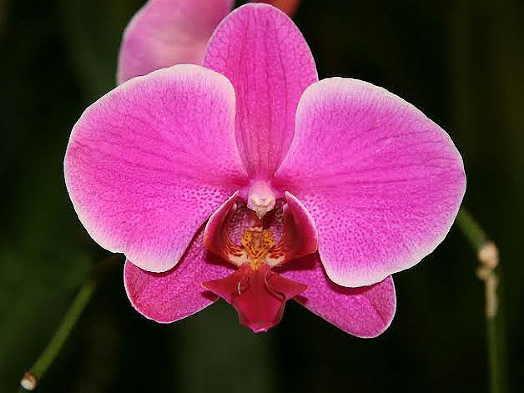 What is the most beautiful flower on Earth? 