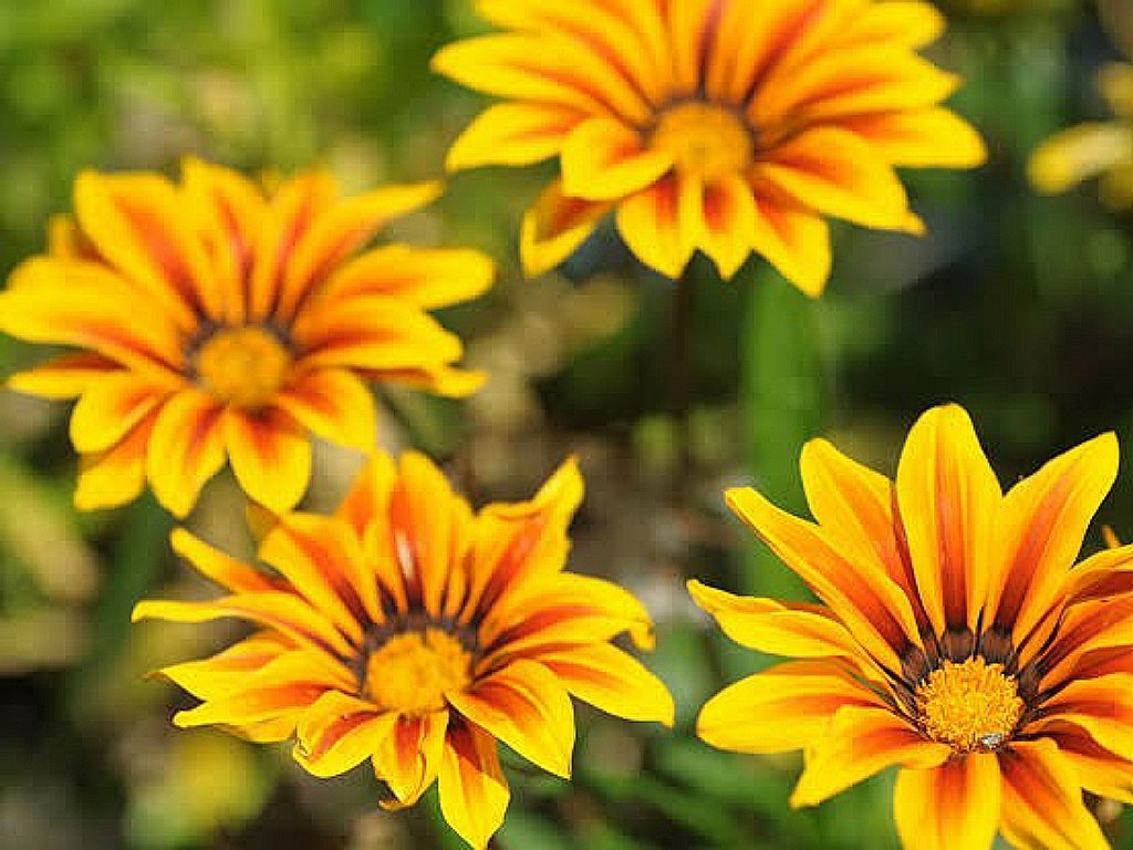 Beautiful flowers names and pictures