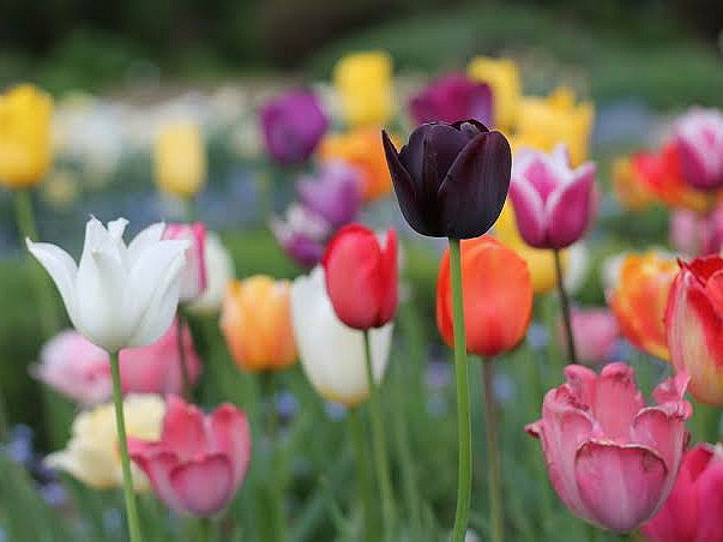 Most Beautiful Flowers in The World With Pictures