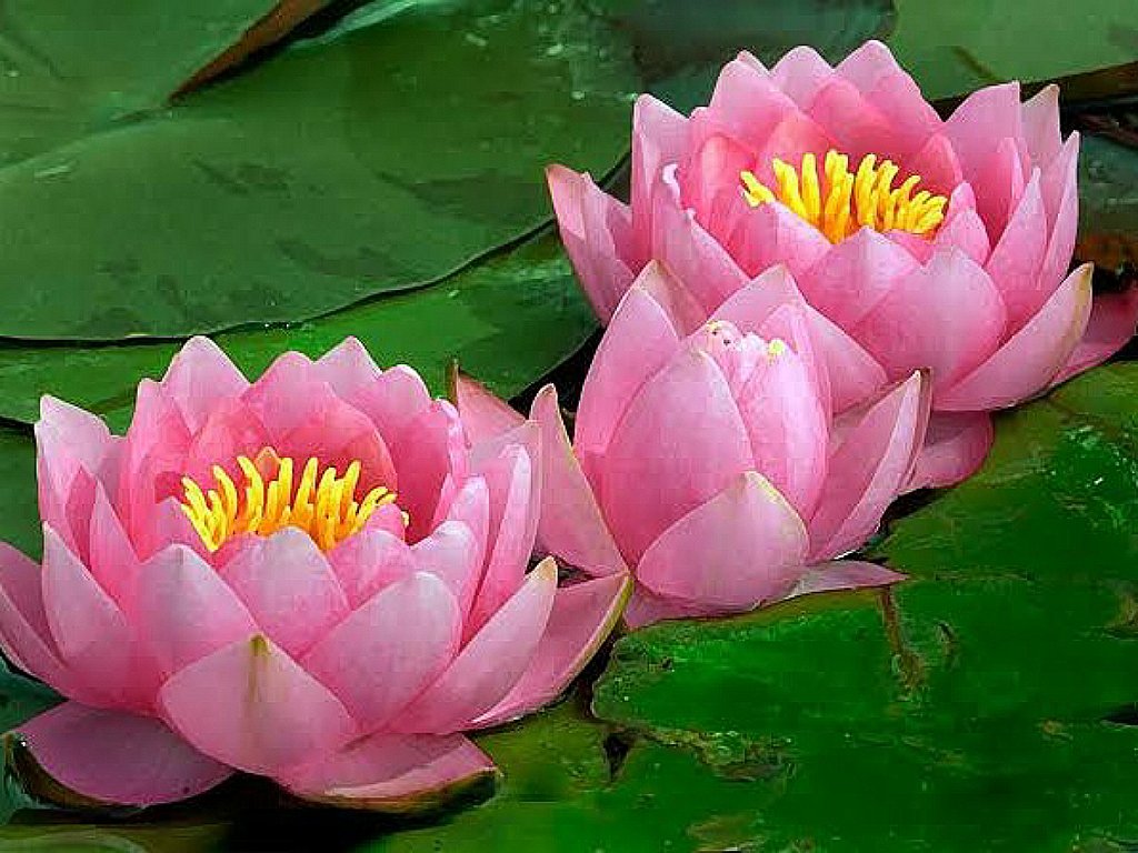 Rarest flower in the world
