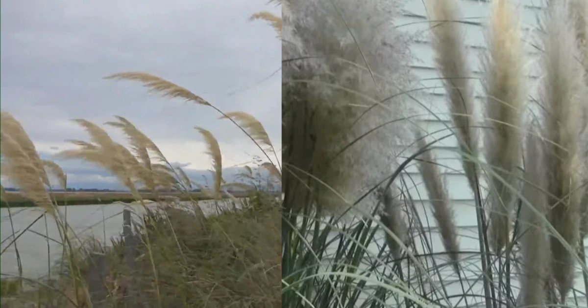 How to spot the difference between pesty pampas and native toetoe